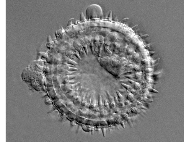 Illumination source for microscope µLight GEN II | Contact INNOVIDEA