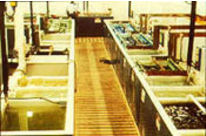 PROTEUS® Homopolymer