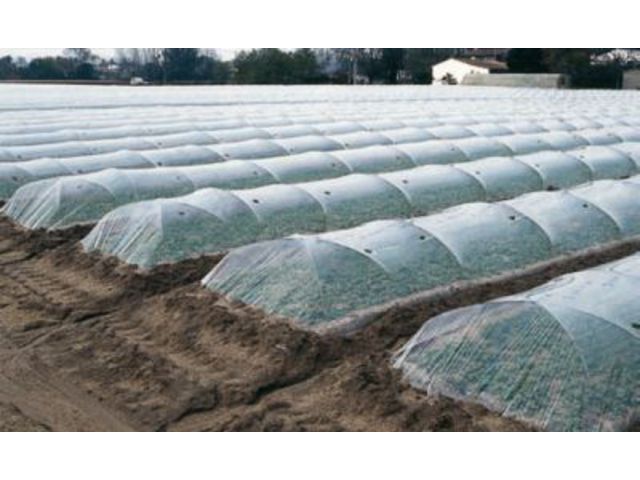 Films strictly dedicated to cover small plastic tunnels