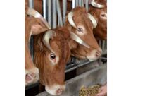 Calcium carbonate : Alica