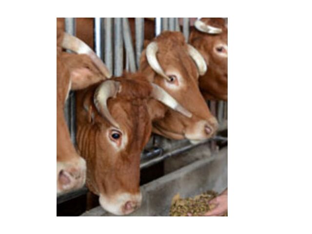 Calcium carbonate : Alica