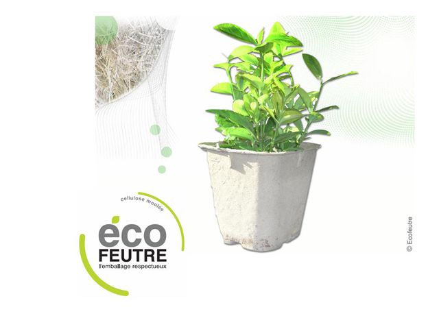 Horticultural Container in Moulded Pulp