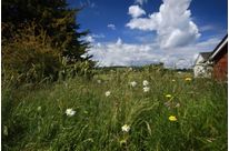 Green Roofs
