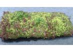 GreenGrid Modular Green Roof System