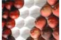 PAPER Peaches - Nectarines