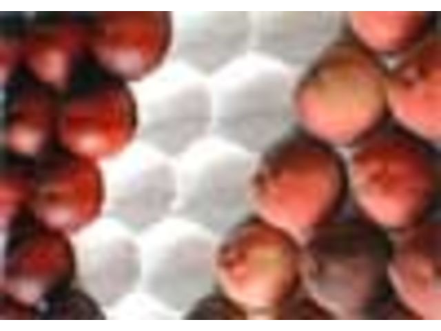 PAPER Peaches - Nectarines