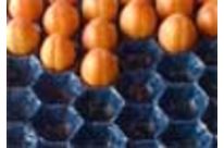 PAPER Apricots - Plums - Figs