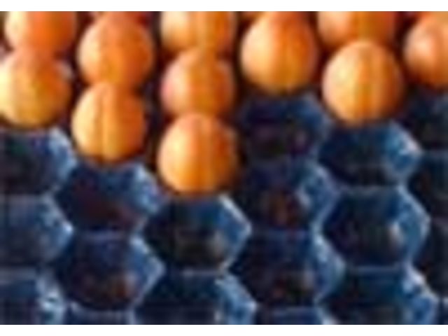 PAPER Apricots - Plums - Figs