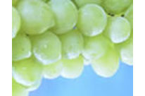 Packaging : Fruits/vegetable