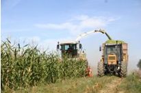 Degradable maize mulching films