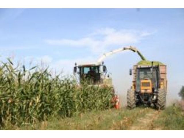 Degradable maize mulching films