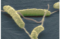 Terez® Compounds with Antmicrobial Action