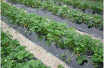 Mulching film range for vegetable crops