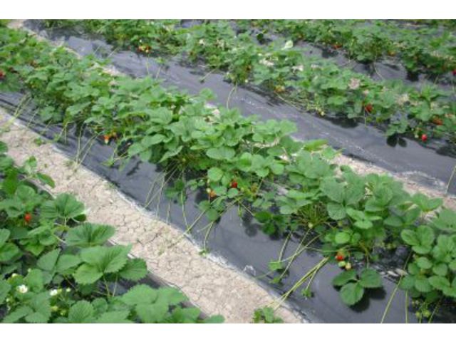 Mulching film range for vegetable crops